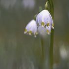 Frühlingsboten ...