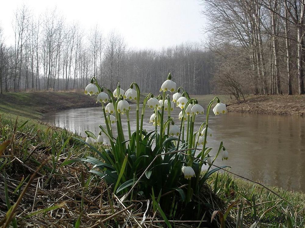 Frühlingsboten