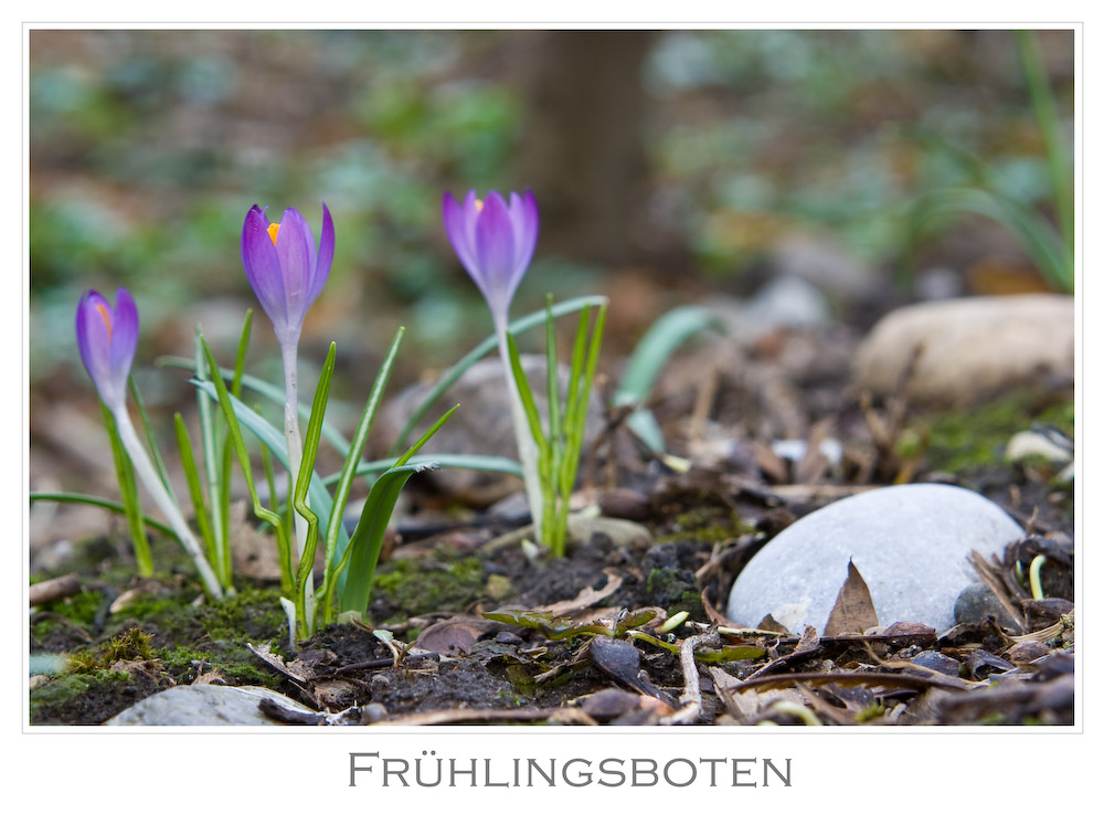 Frühlingsboten