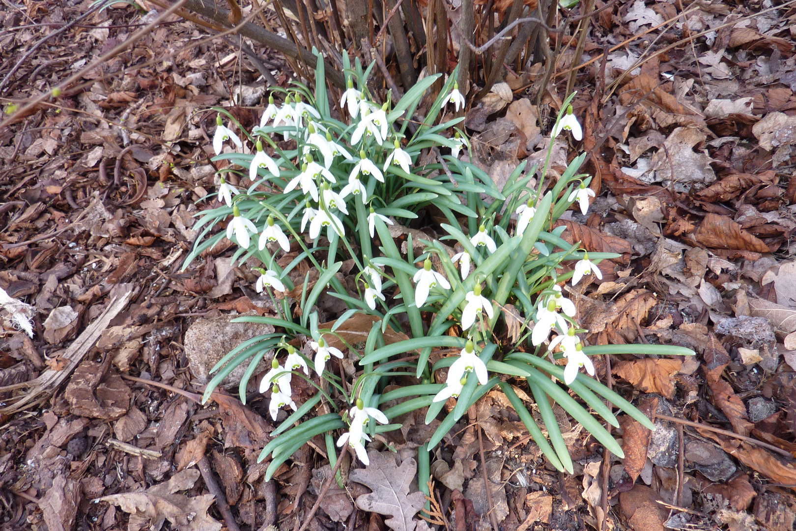 Frühlingsboten