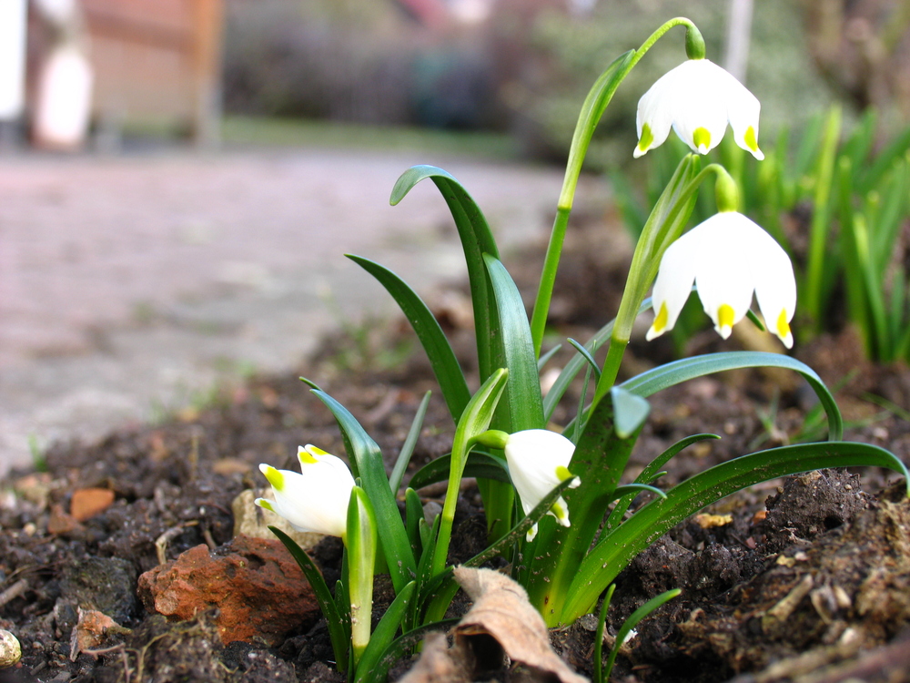 Frühlingsboten..