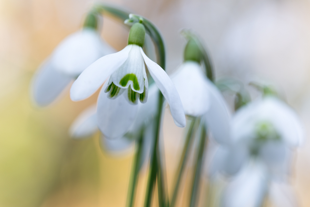 Frühlingsboten