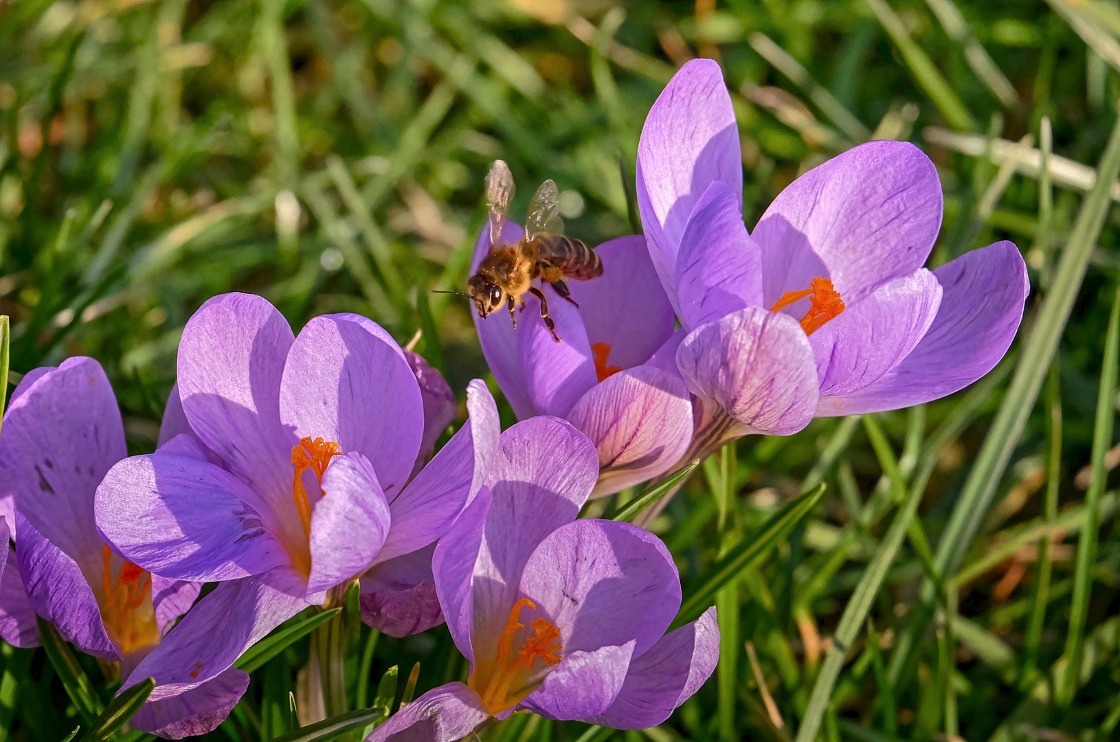 Frühlingsboten