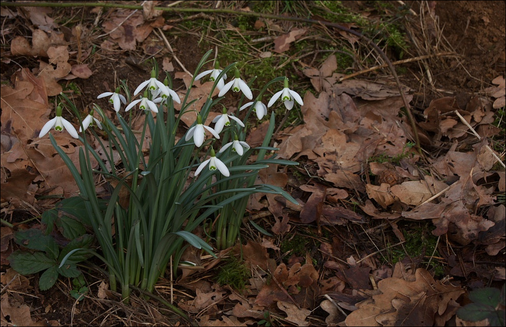 Frühlingsboten