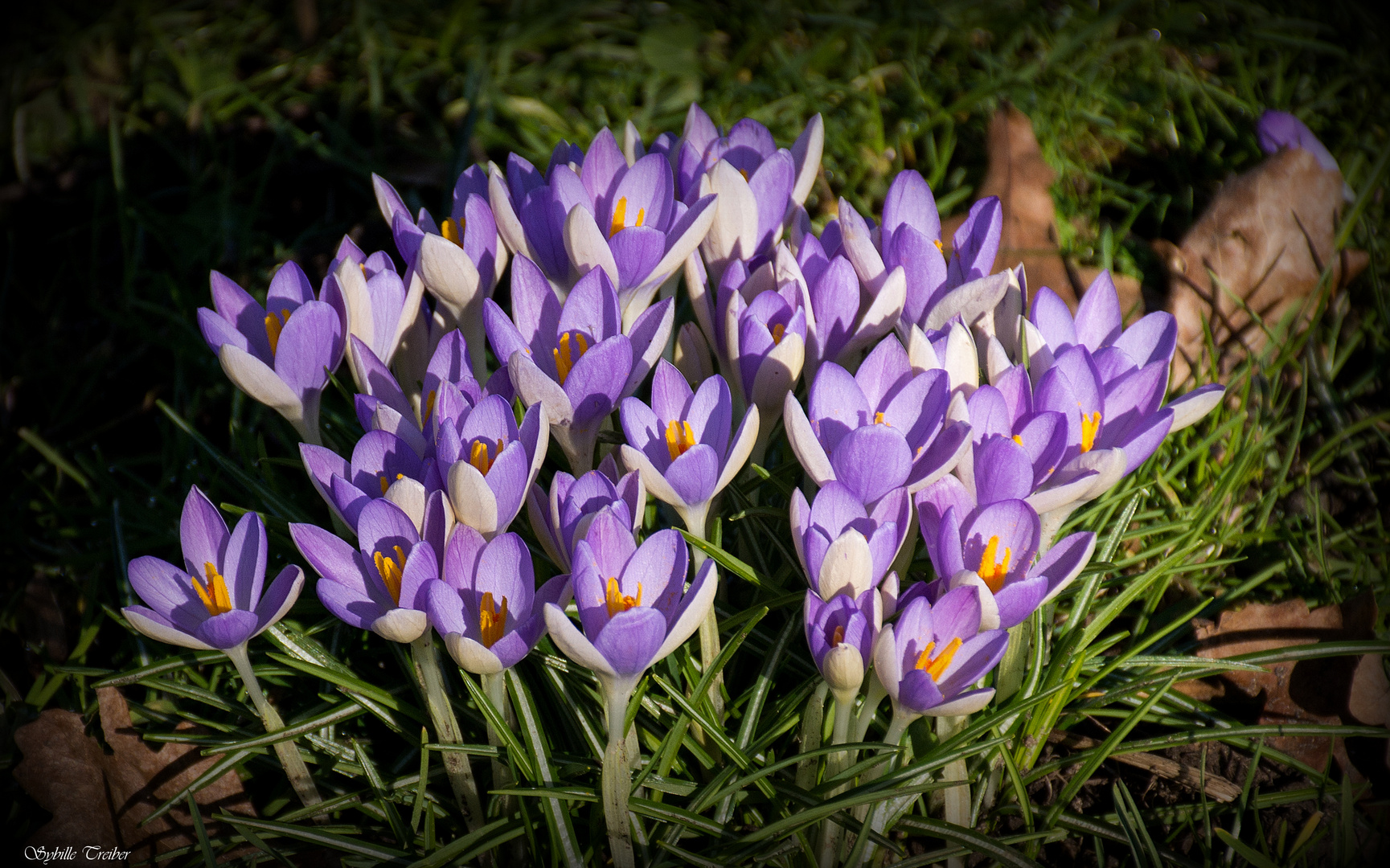 Frühlingsboten