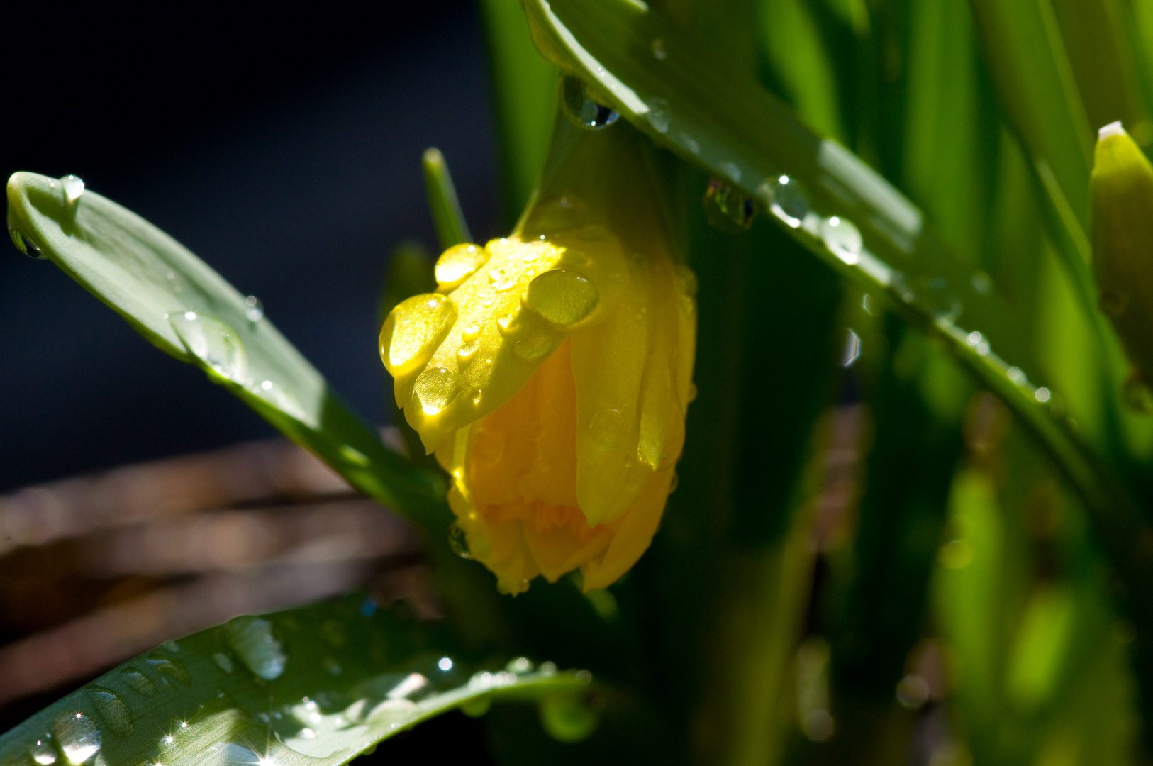 Frühlingsboten