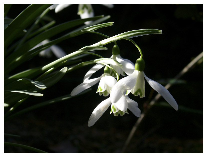 Frühlingsboten