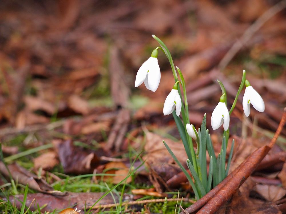 Frühlingsboten