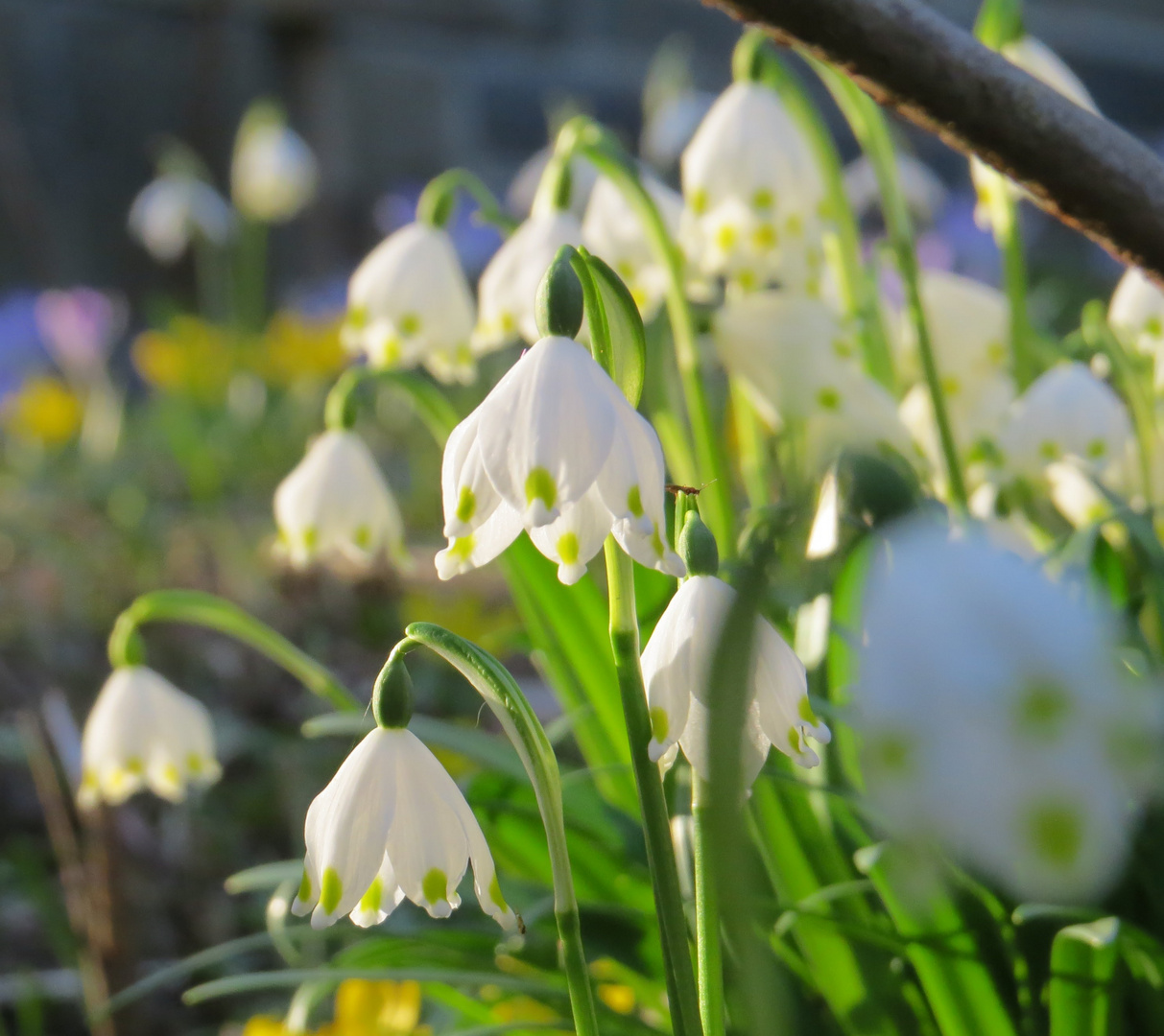 Frühlingsboten