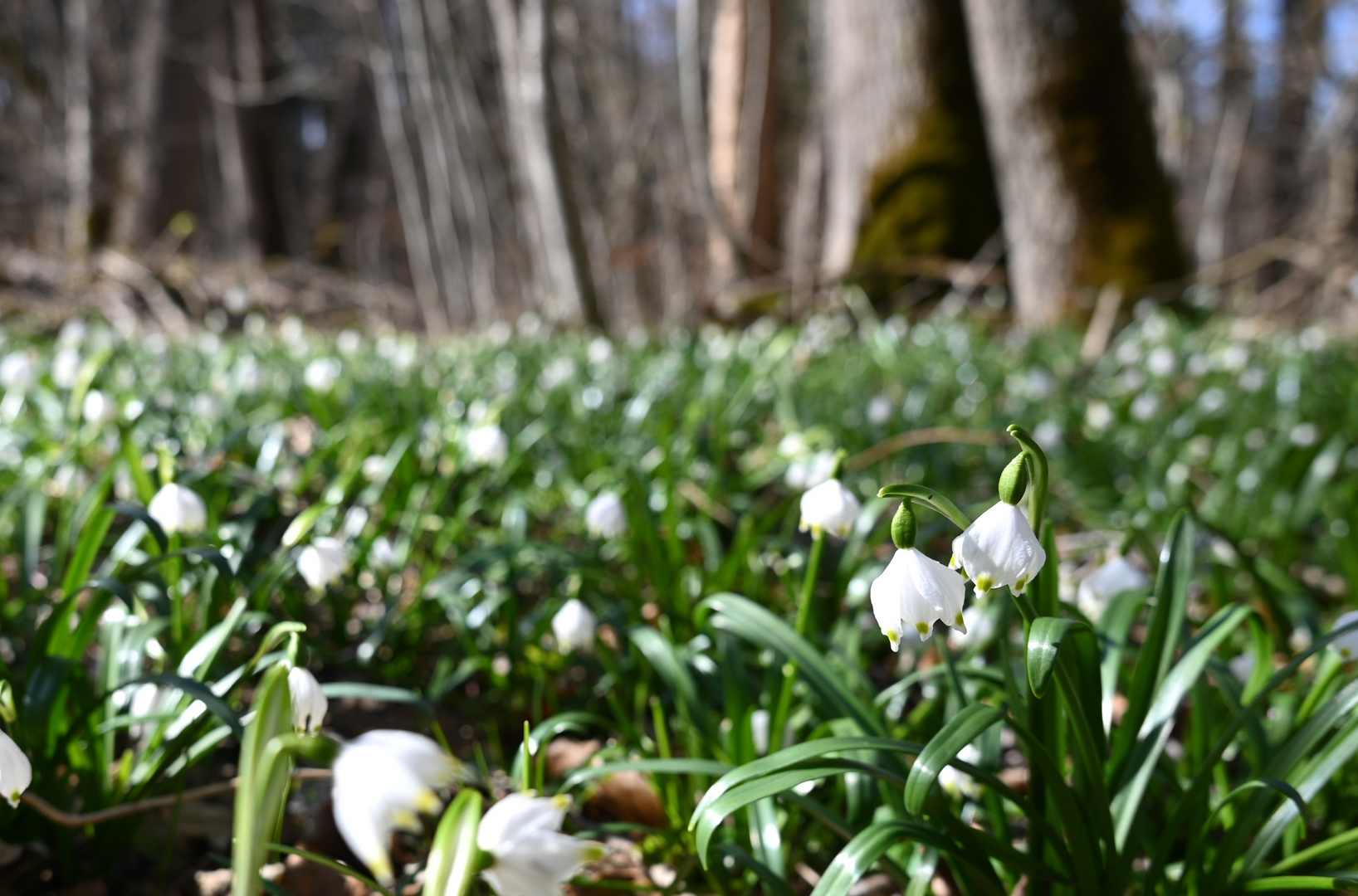 Frühlingsboten