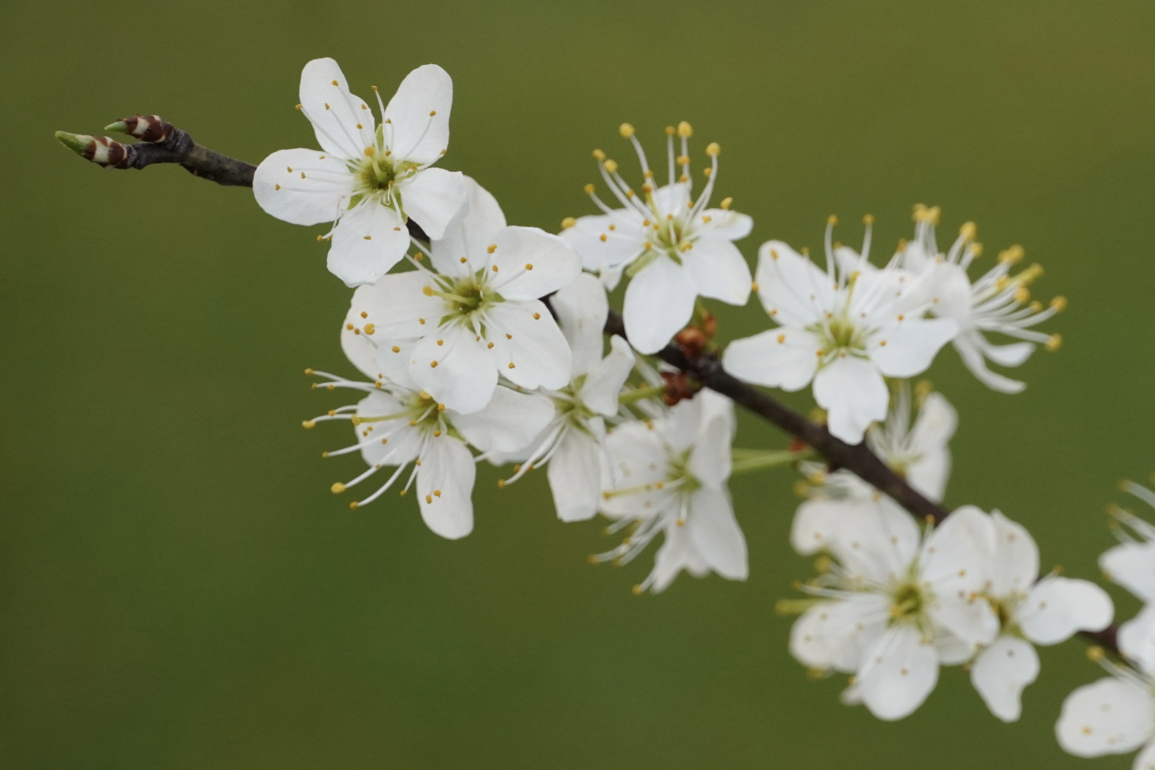 Frühlingsboten