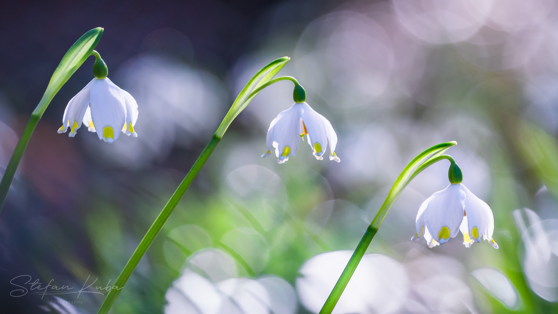 ~Frühlingsboten~