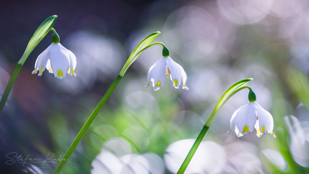 ~Frühlingsboten~