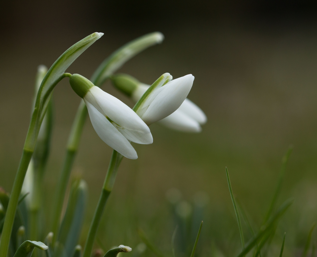 Frühlingsboten