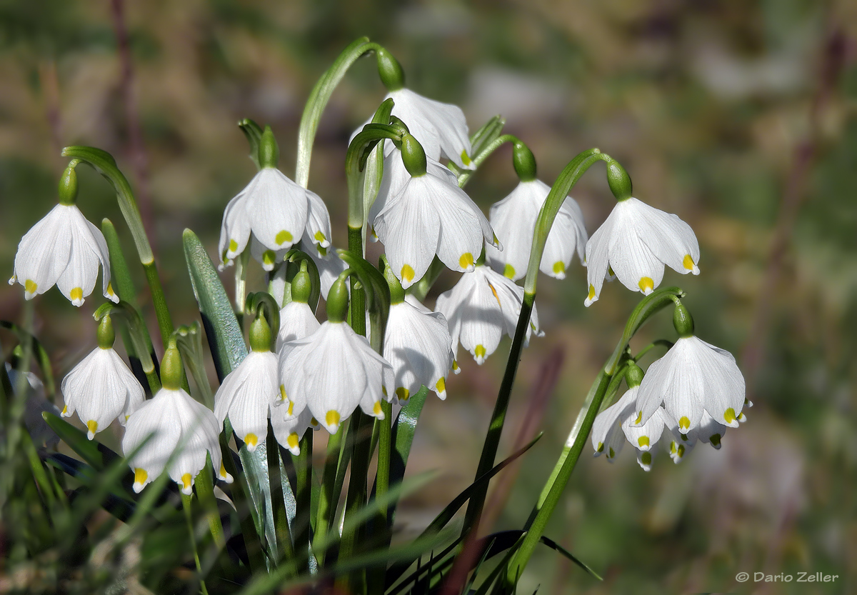 Frühlingsboten