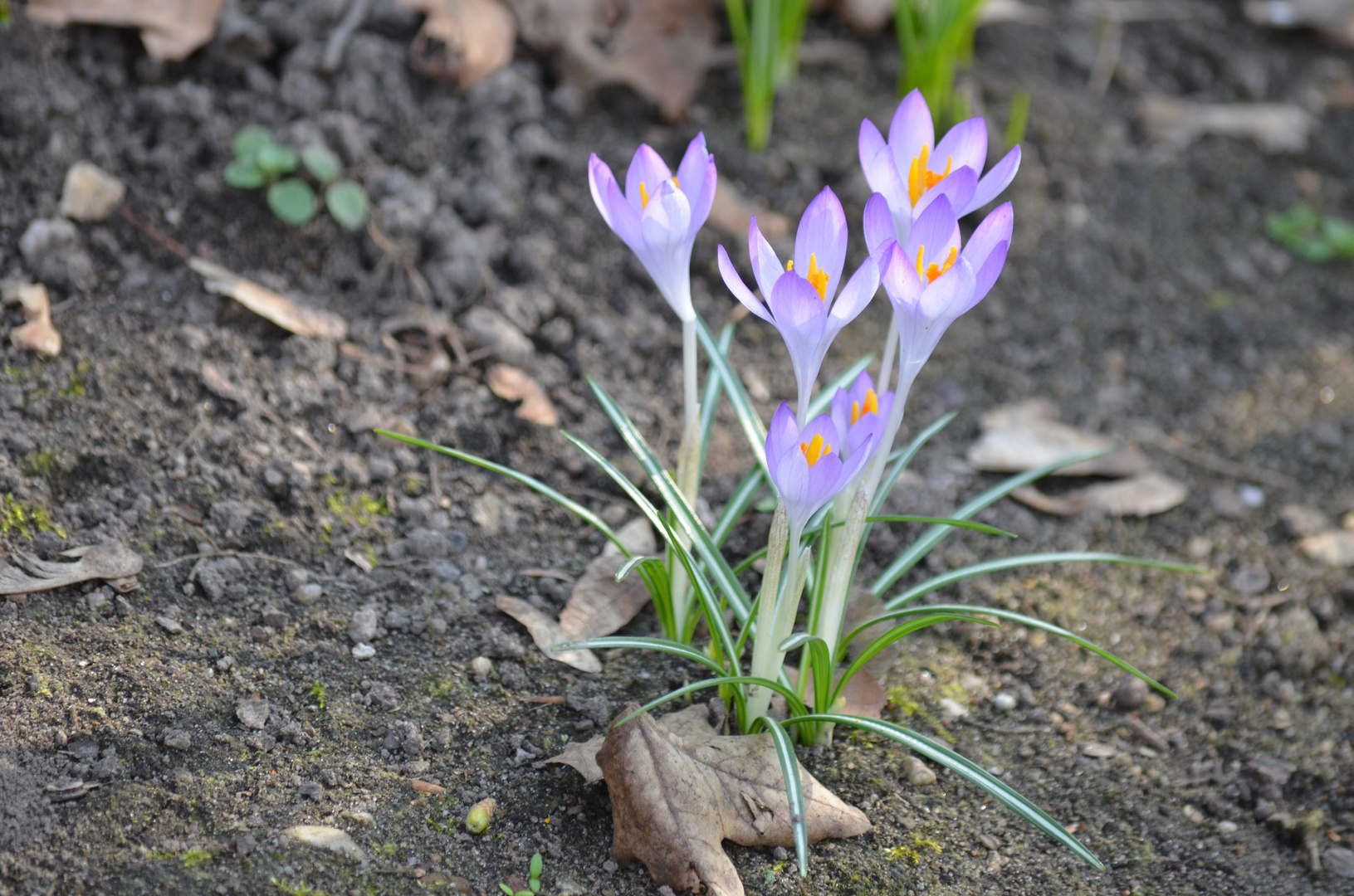 Frühlingsboten