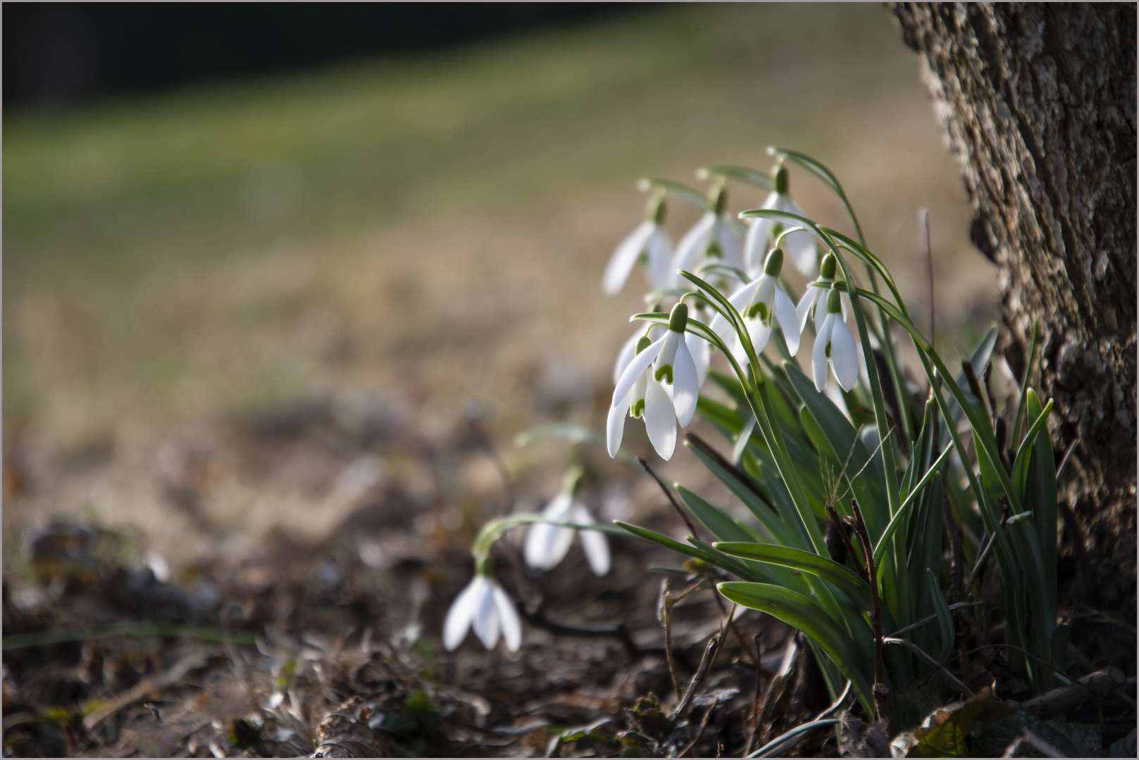 Frühlingsboten.