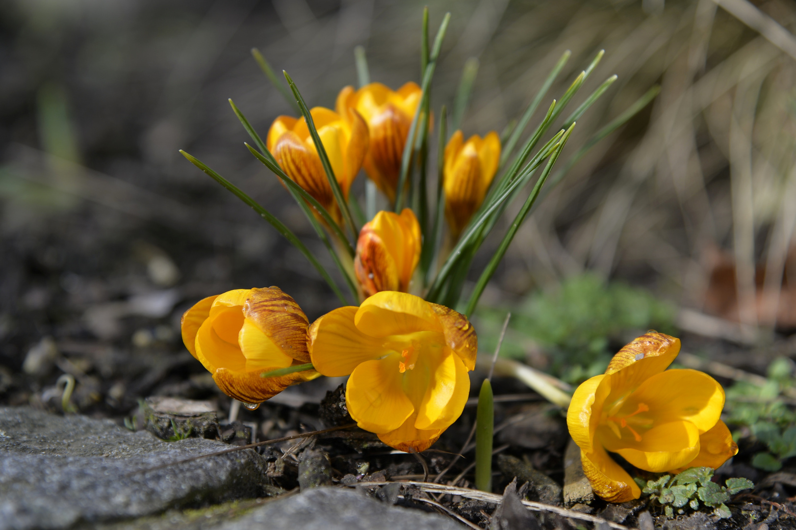 Frühlingsboten