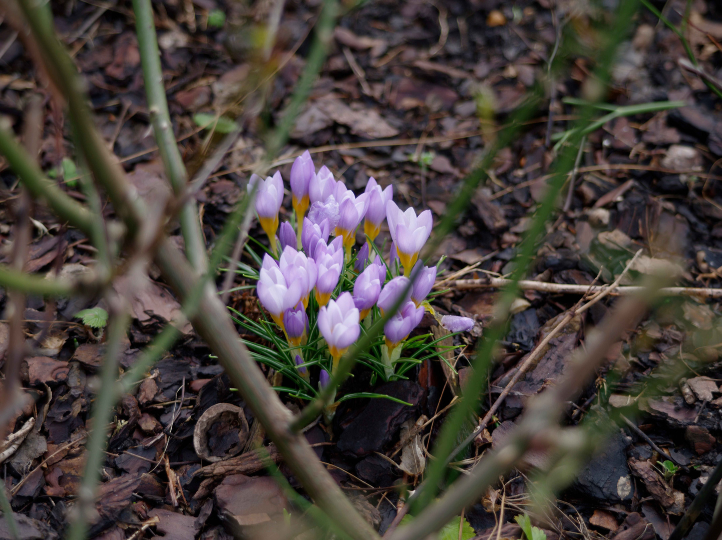 Frühlingsboten