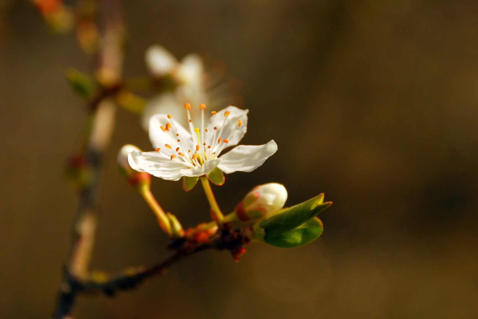 Frühlingsboten