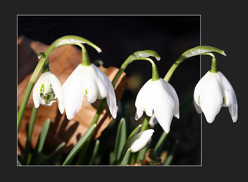 Frühlingsboten