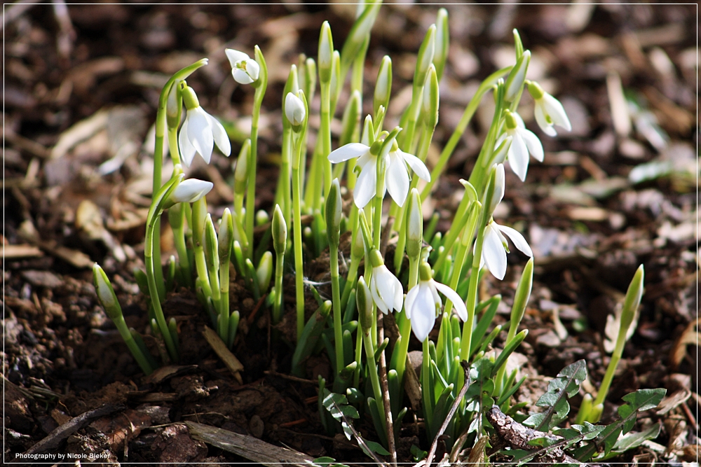 Frühlingsboten