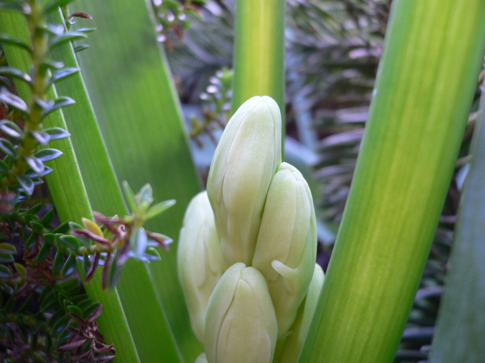 Frühlingsboten