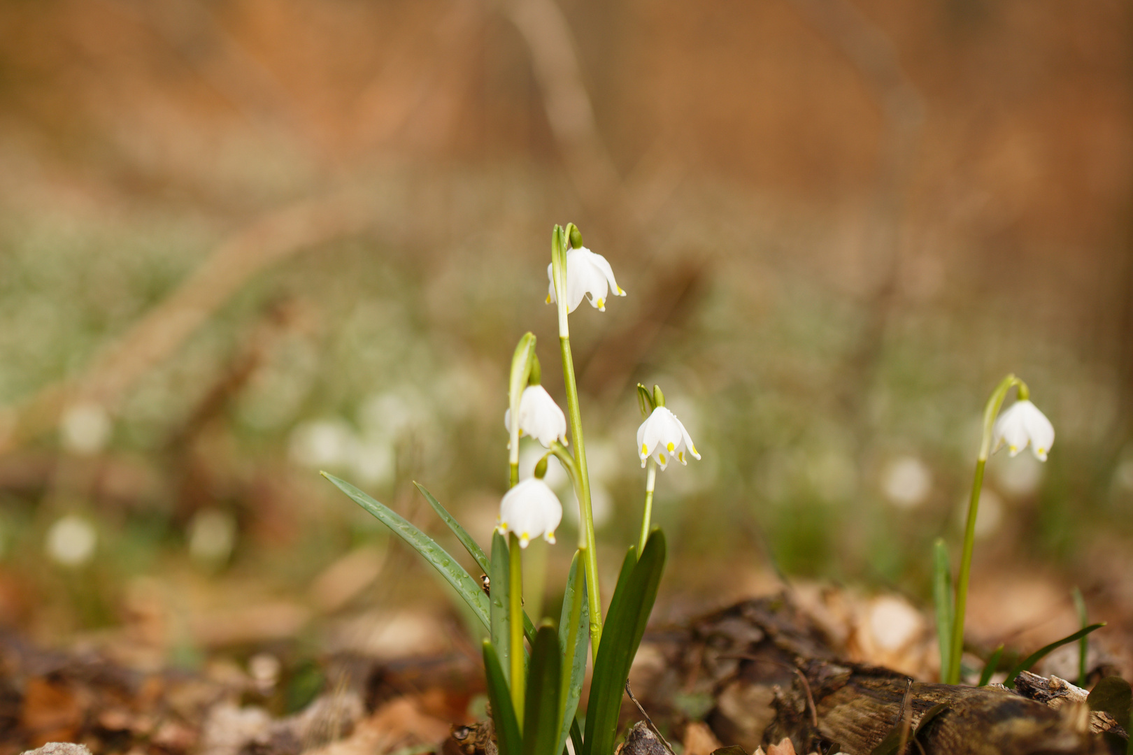 Frühlingsboten