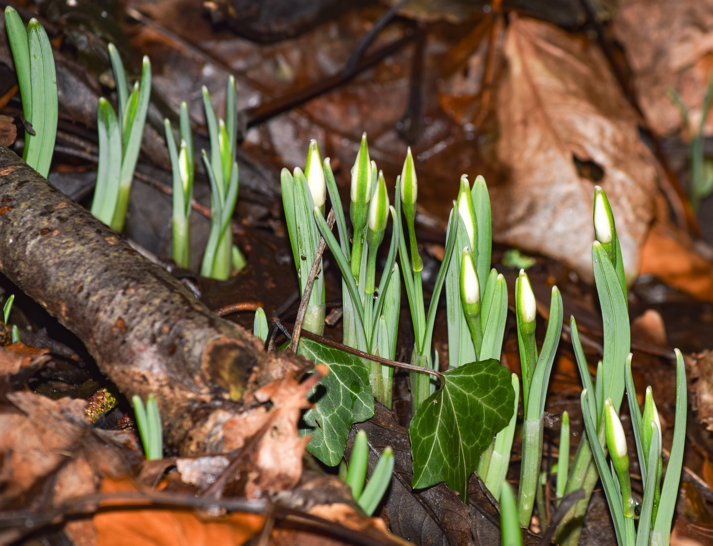 Frühlingsboten