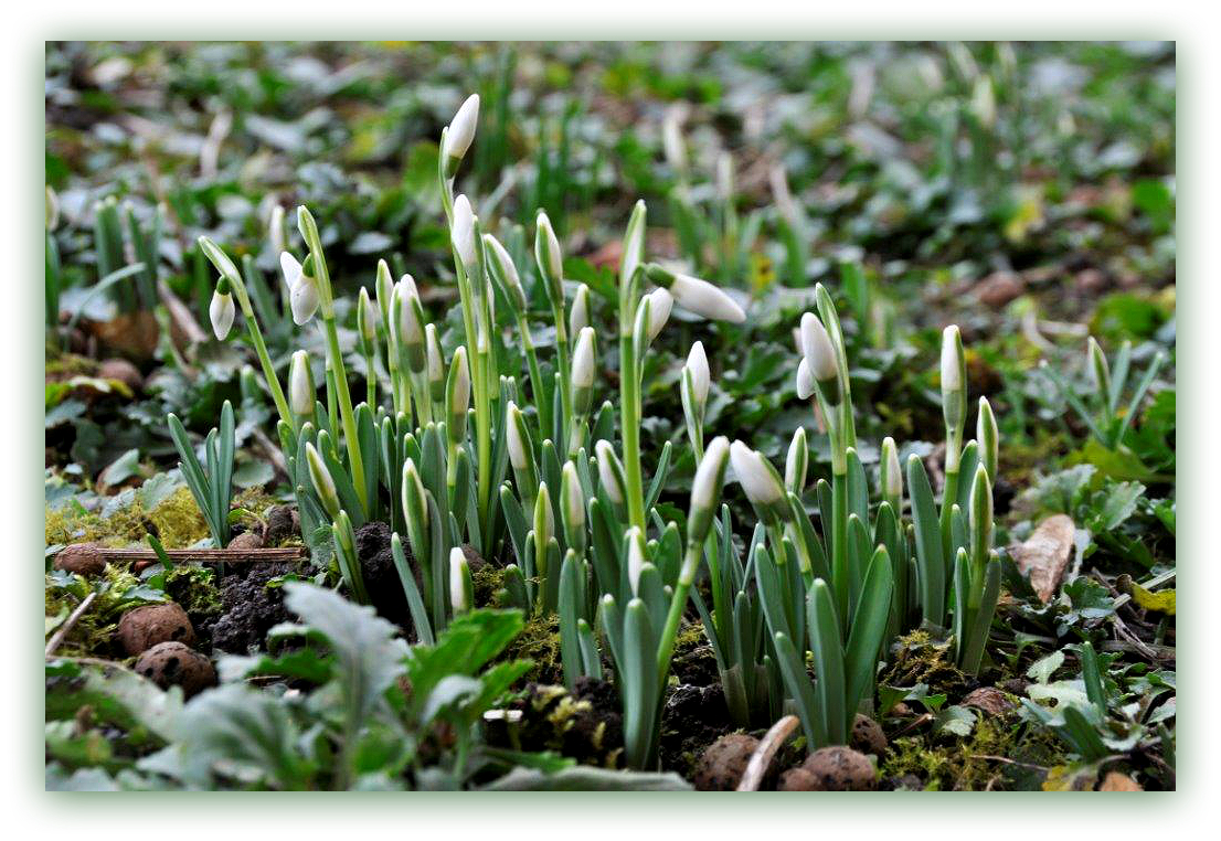 Frühlingsboten am 12.01.2015