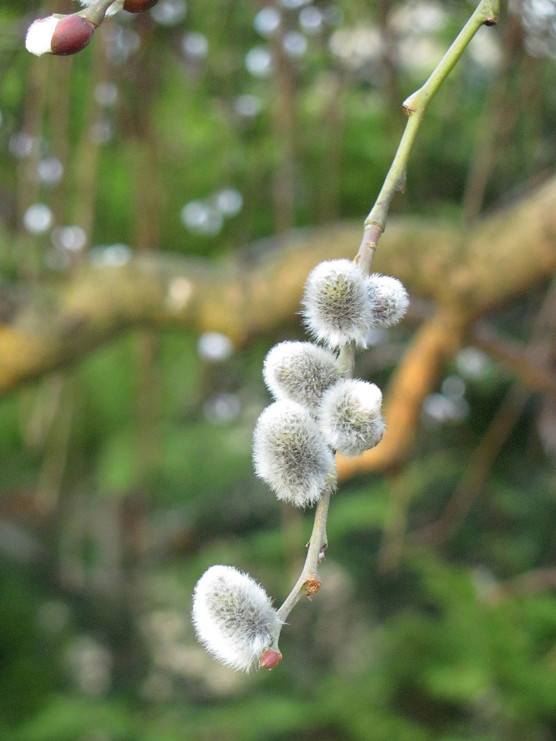 Frühlingsboten am Fließ III