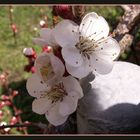 Frühlingsboten am Gartenzaun