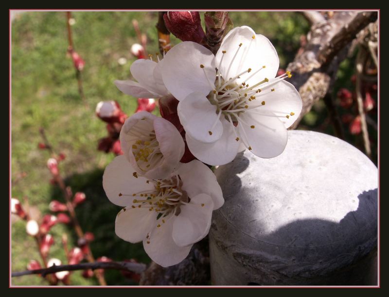 Frühlingsboten am Gartenzaun