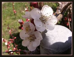 Frühlingsboten am Gartenzaun