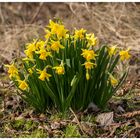 Frühlingsboten am Wegesrand