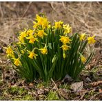 Frühlingsboten am Wegesrand