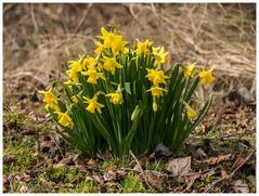 Frühlingsboten am Wegesrand