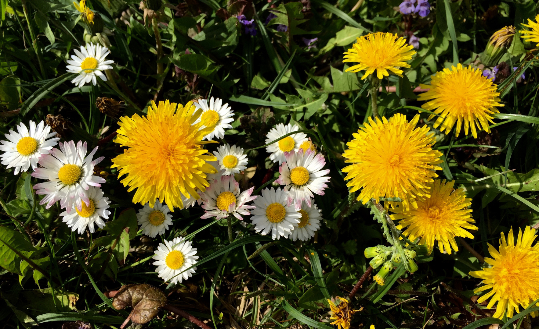 Frühlingsboten am Wegesrand