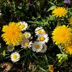 Frühlingsboten am Wegesrand