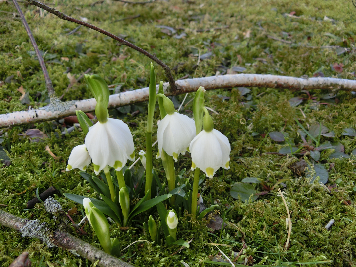 Frühlingsboten Anfang Februar