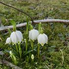 Frühlingsboten Anfang Februar