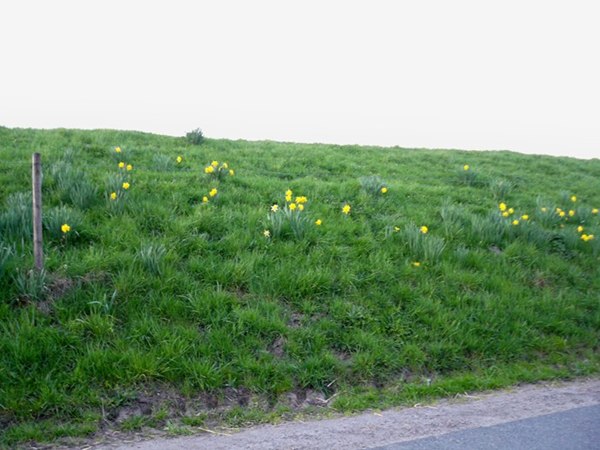 Frühlingsboten auch auf den Deichen