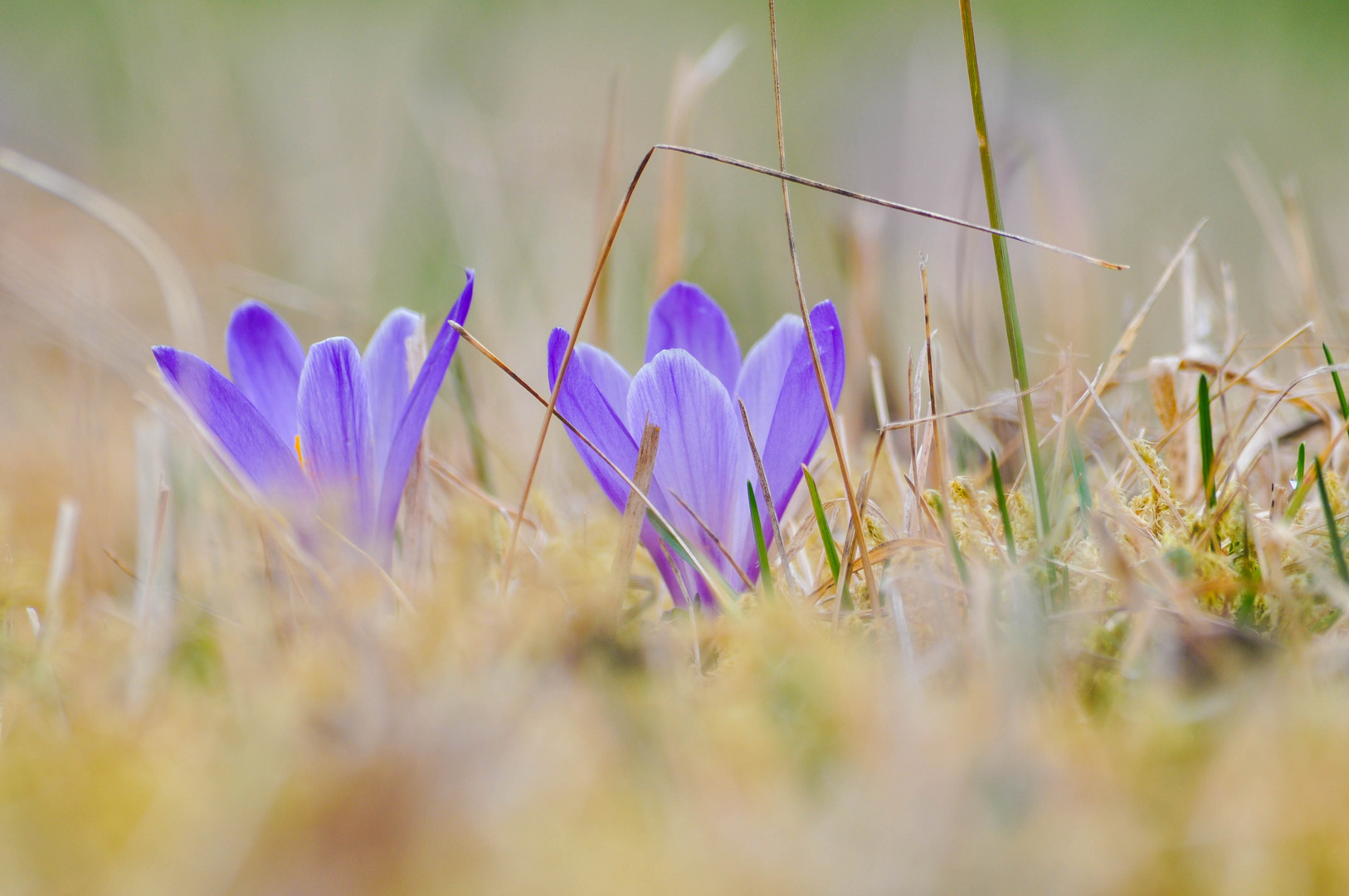 Frühlingsboten auf dem Weg nach Weissenstein