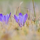 Frühlingsboten auf dem Weg nach Weissenstein