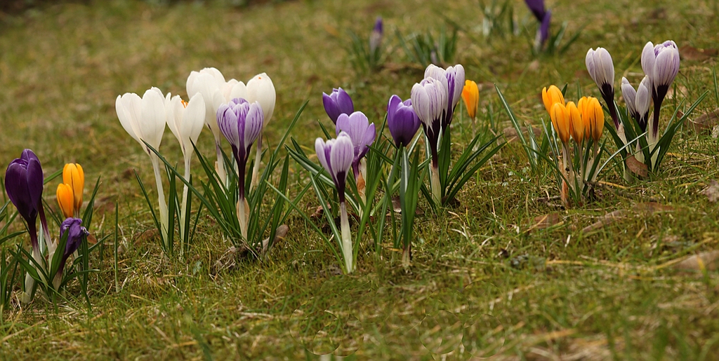 Frühlingsboten