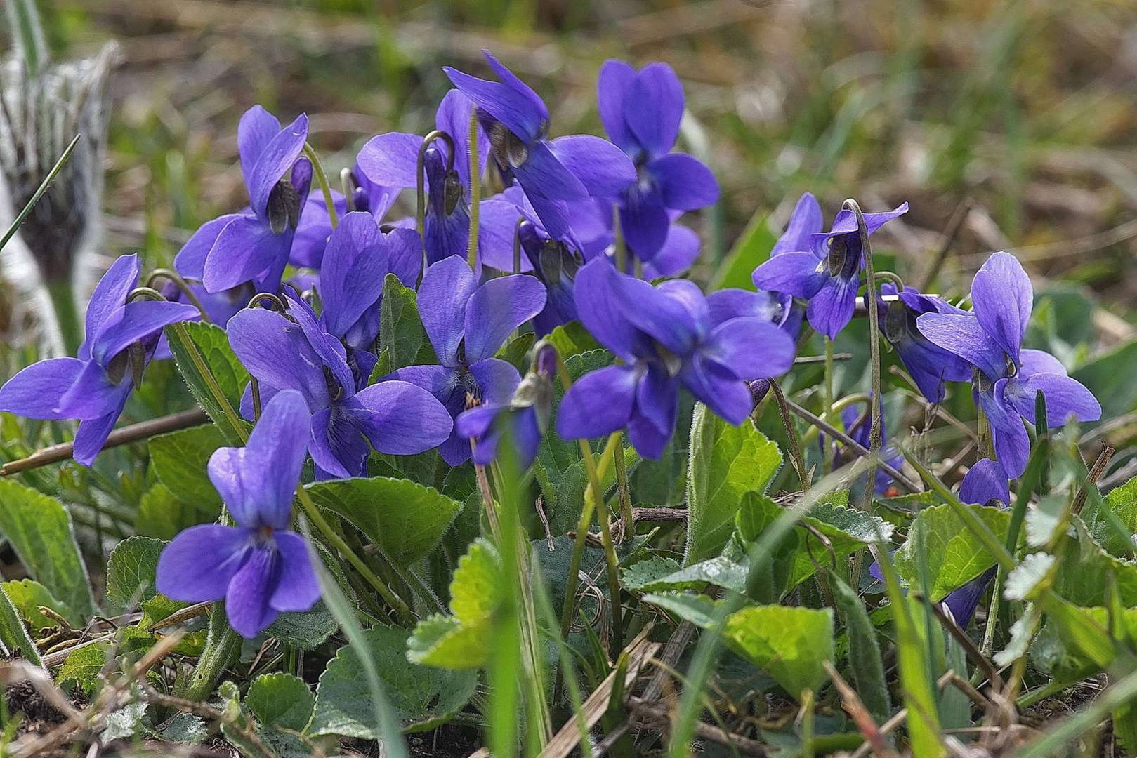 Frühlingsboten