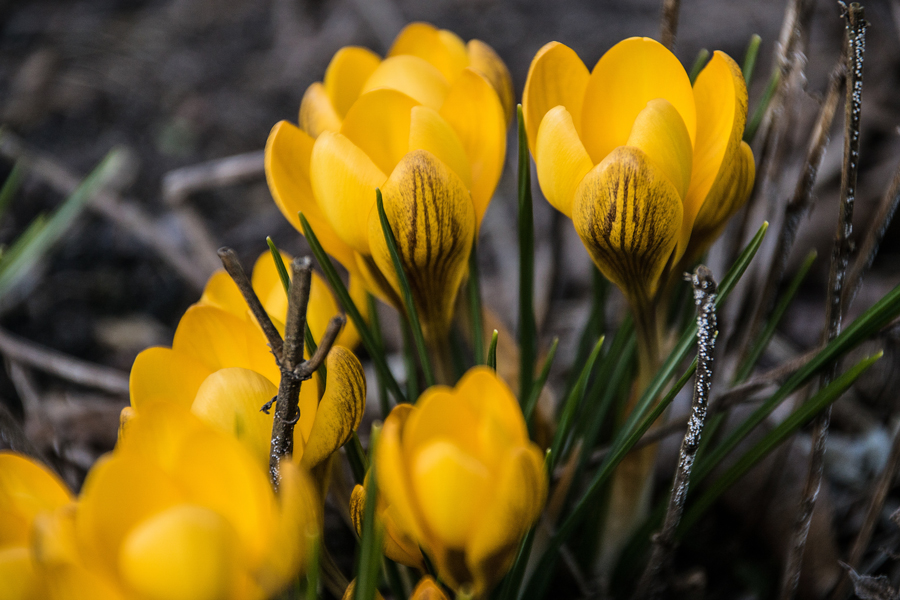 Frühlingsboten