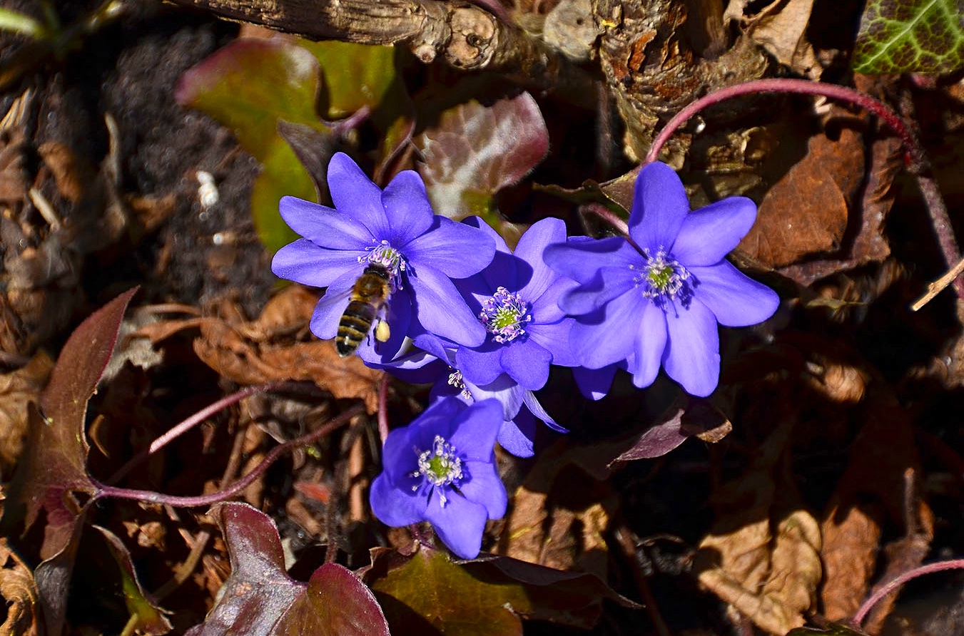 Frühlingsboten