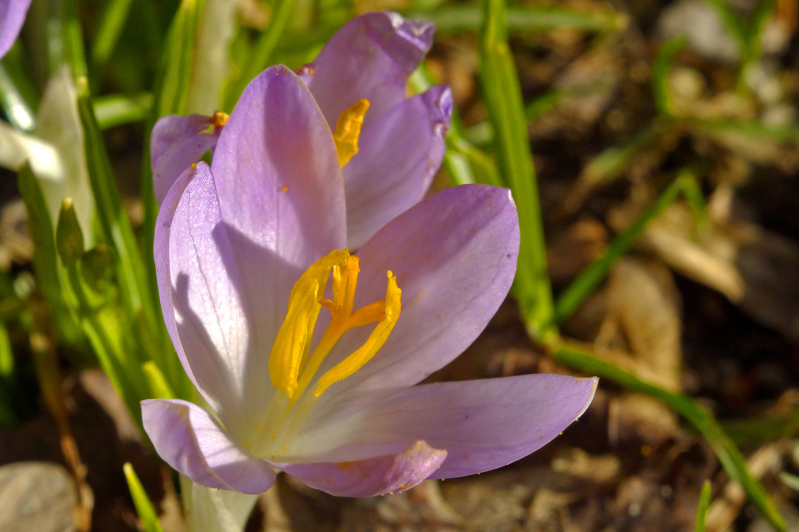 Frühlingsboten