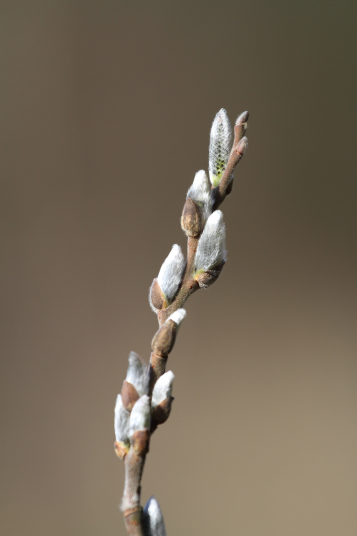 Frühlingsboten